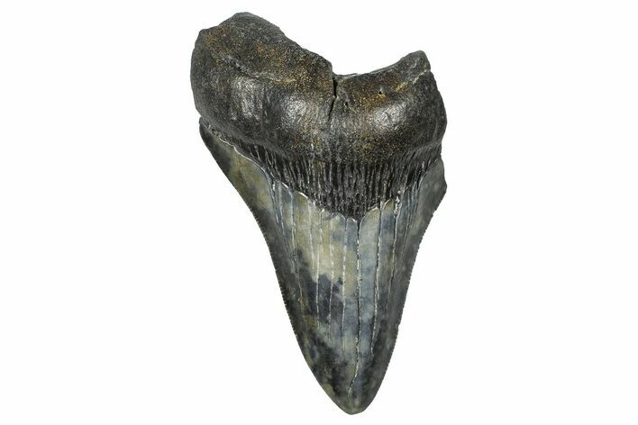 Partial Fossil Megalodon Tooth - Serrated Blade #376009